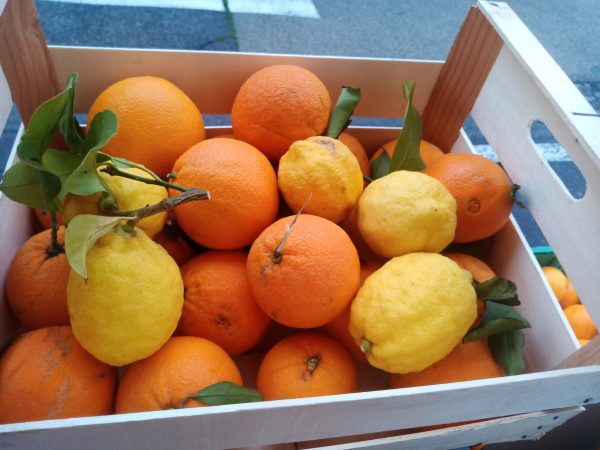 Bild: Zitrusfrüchte in Holzkiste