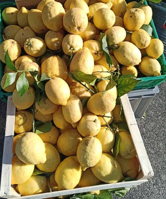 Bild: Zitronen am Markt