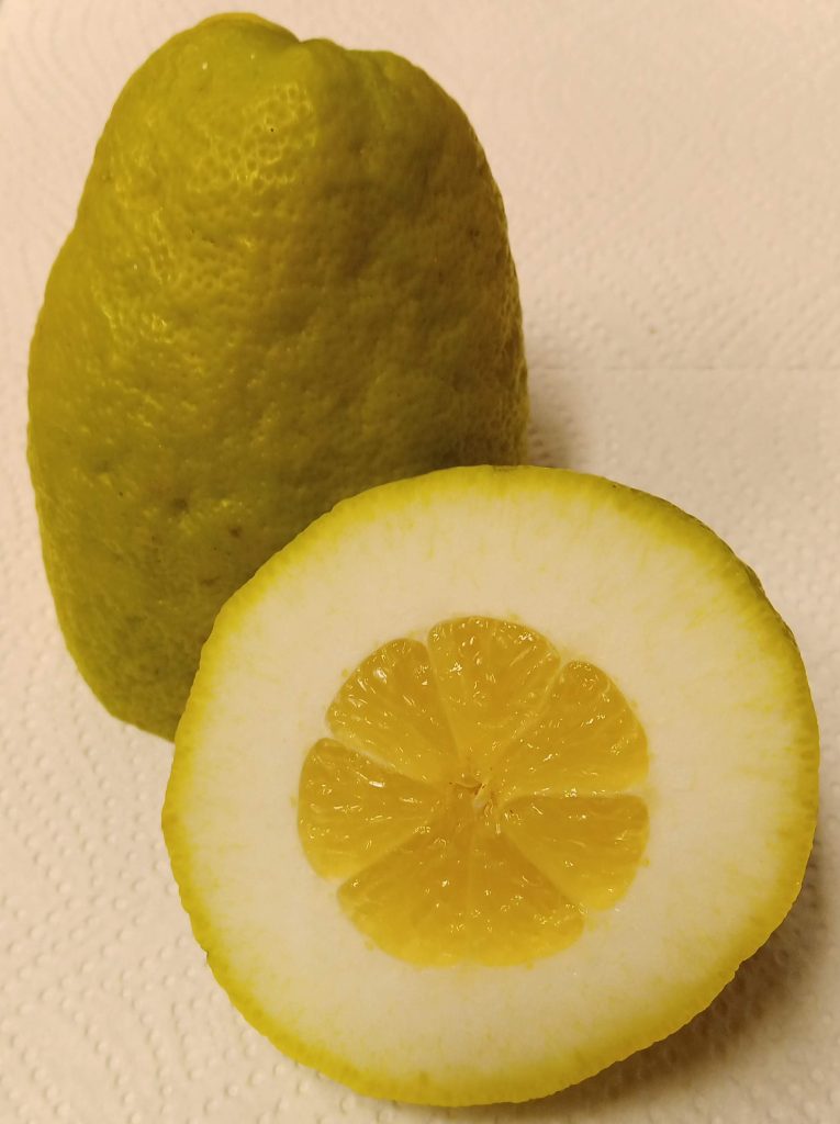 Bild: Zitrone Cedro